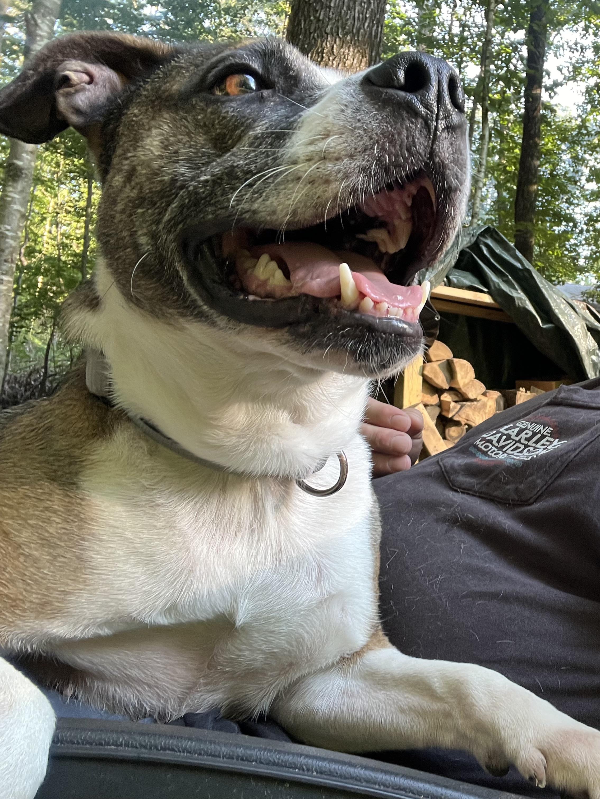 Enlarge Kesha, a Adoptable mixed breed in Airville, PA image 2/6