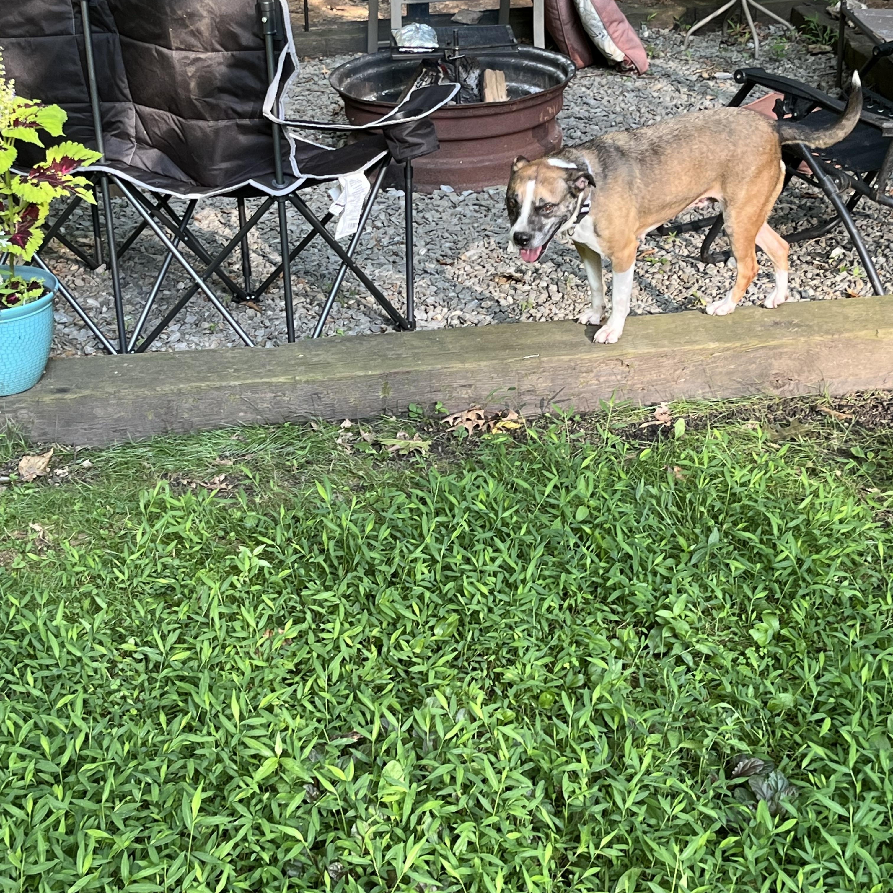 Enlarge Kesha, a Adoptable mixed breed in Airville, PA image 3/6