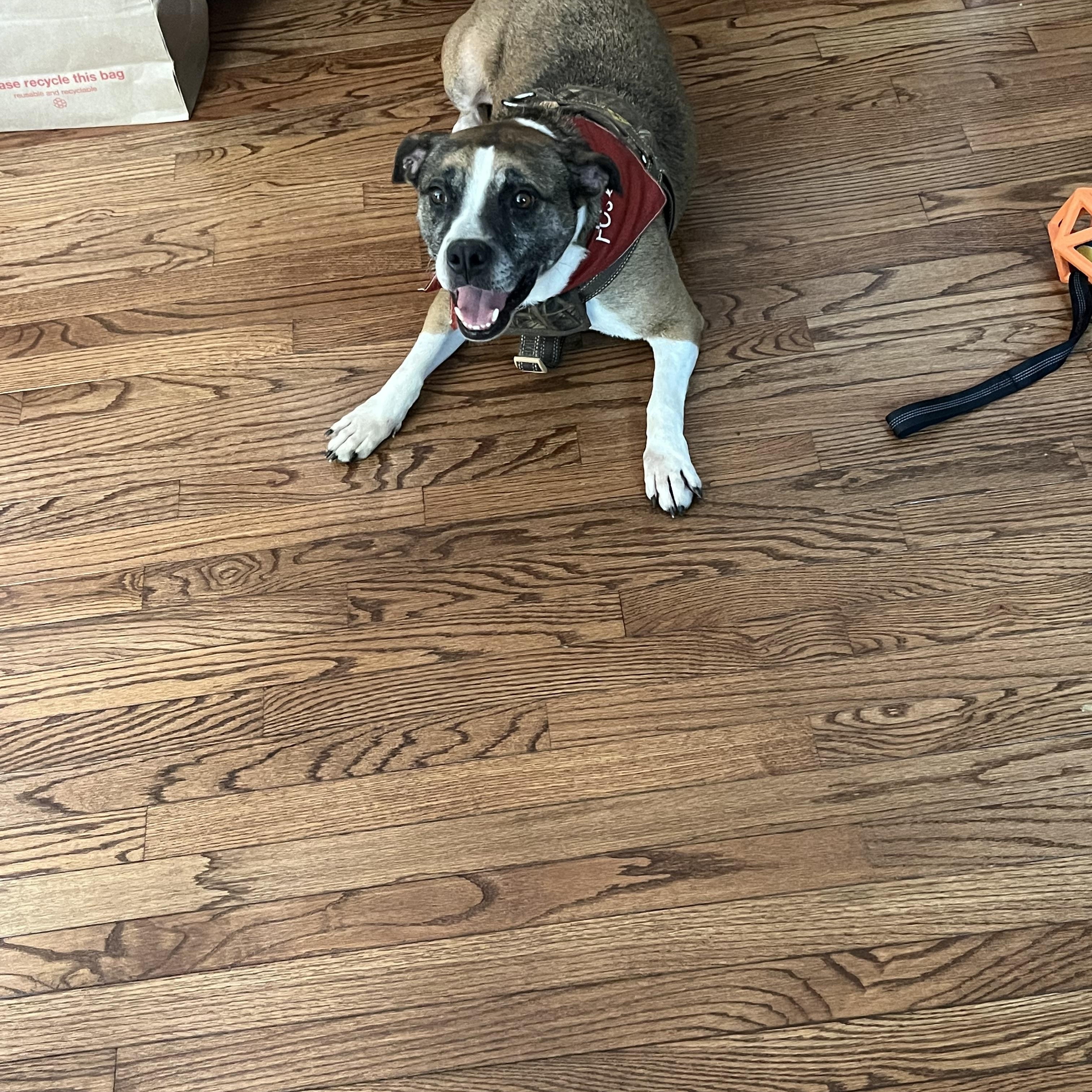 Enlarge Kesha, a Adoptable mixed breed in Airville, PA image 6/6