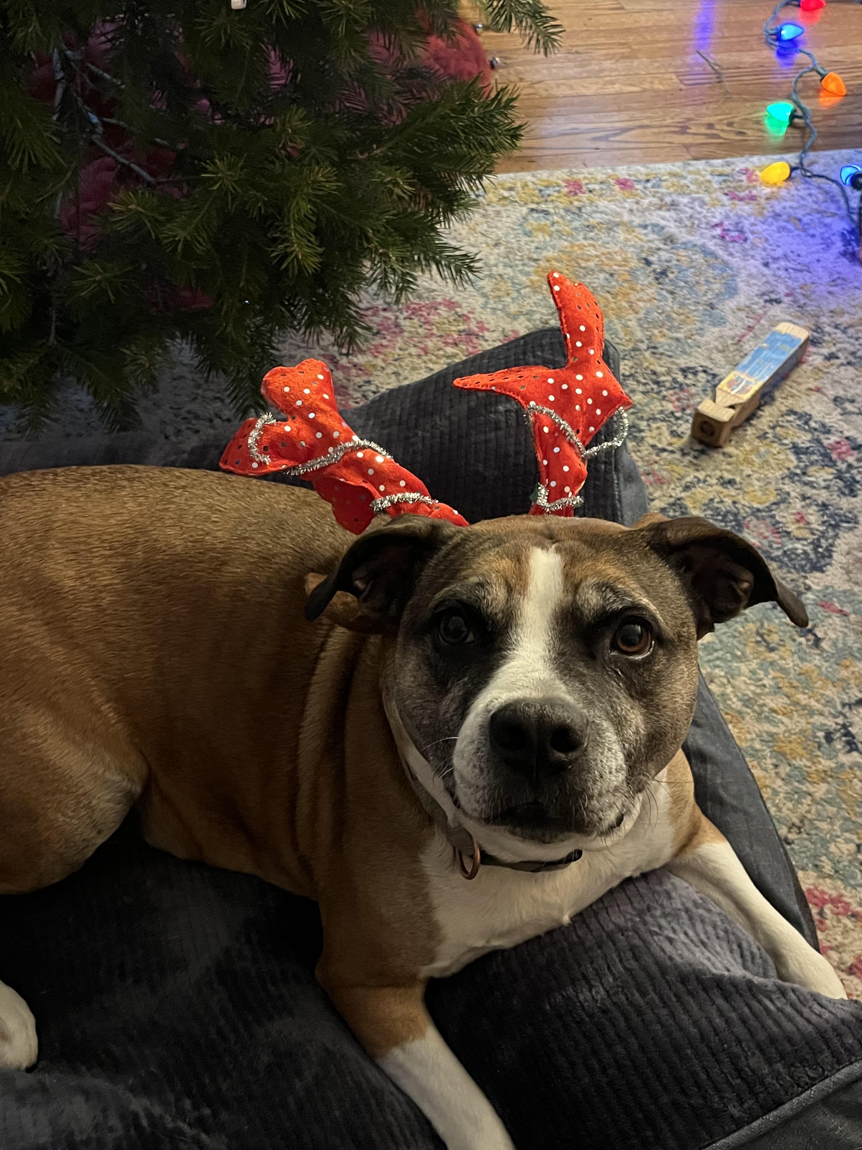 Kesha, a Adoptable mixed breed in Airville, PA image 4/5