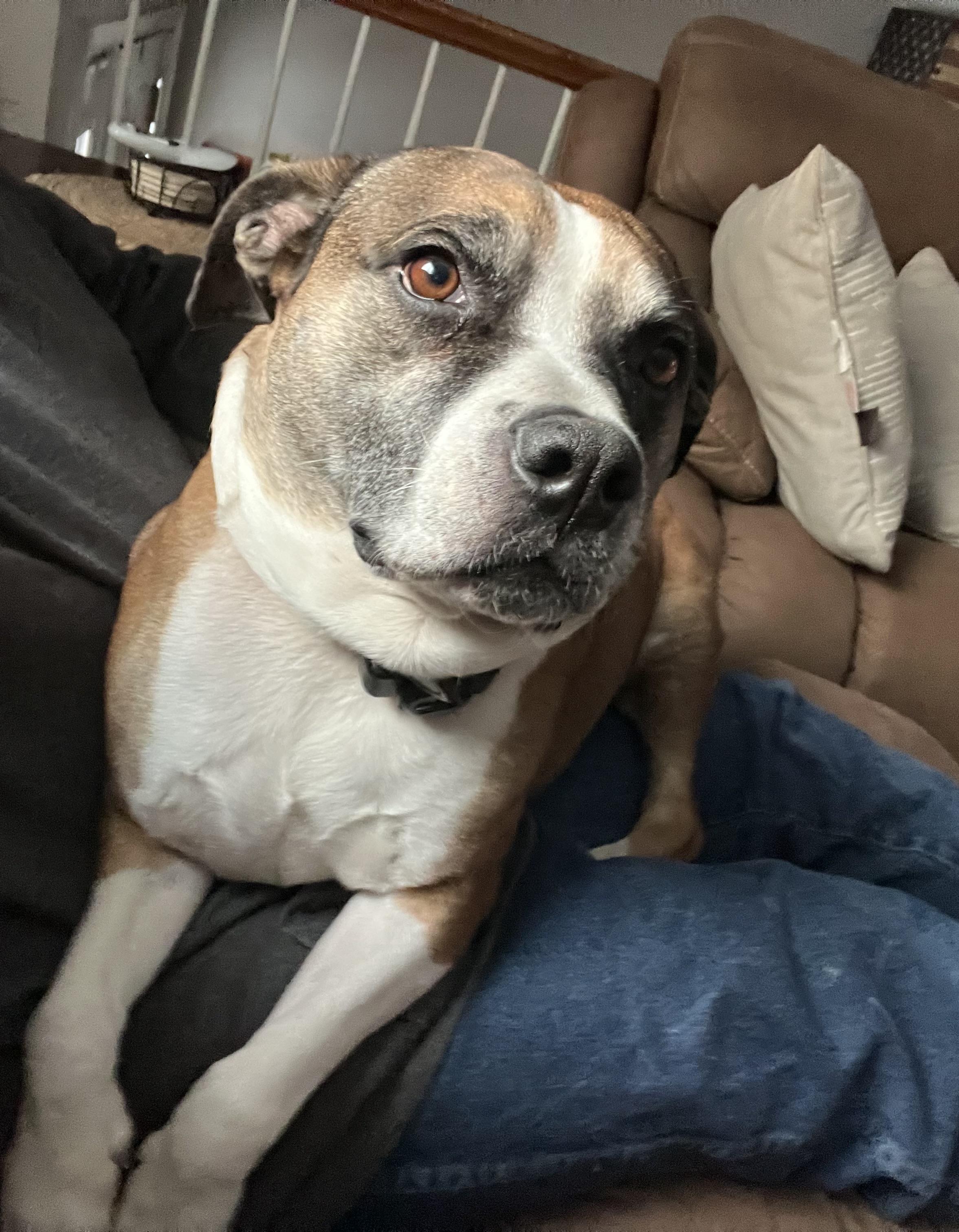 Enlarge Kesha, a Adoptable mixed breed in Airville, PA image 5/5