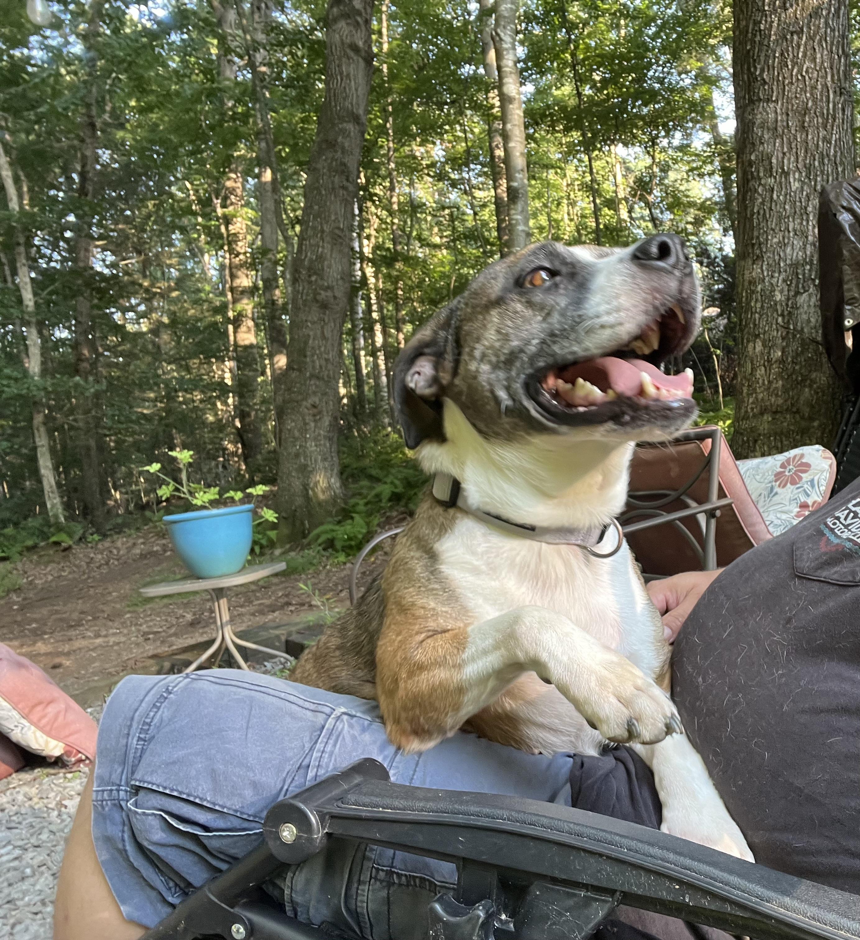 Enlarge Kesha, a Adoptable mixed breed in Airville, PA image 4/6