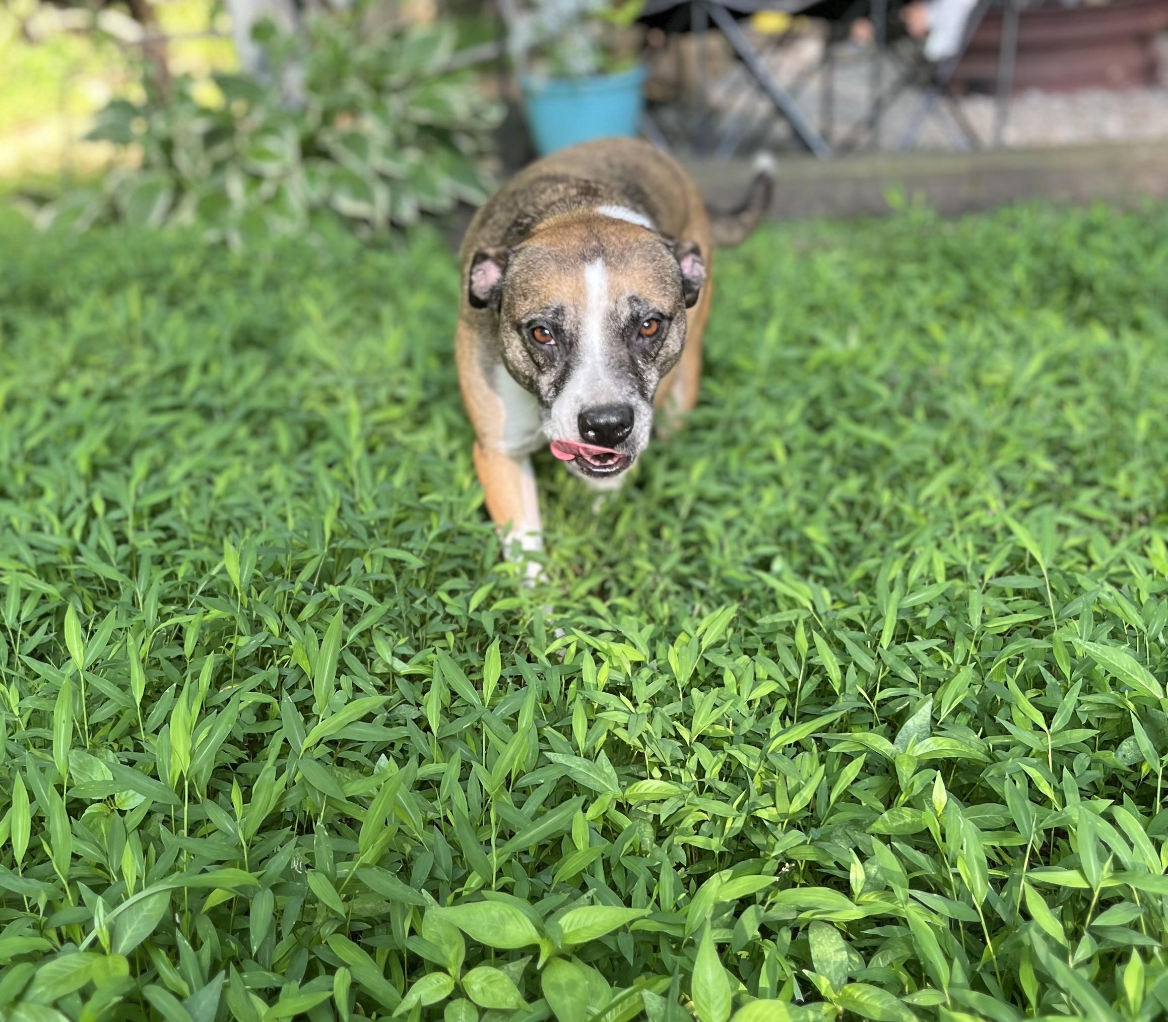 Enlarge Kesha, a Adoptable mixed breed in Airville, PA image 5/6