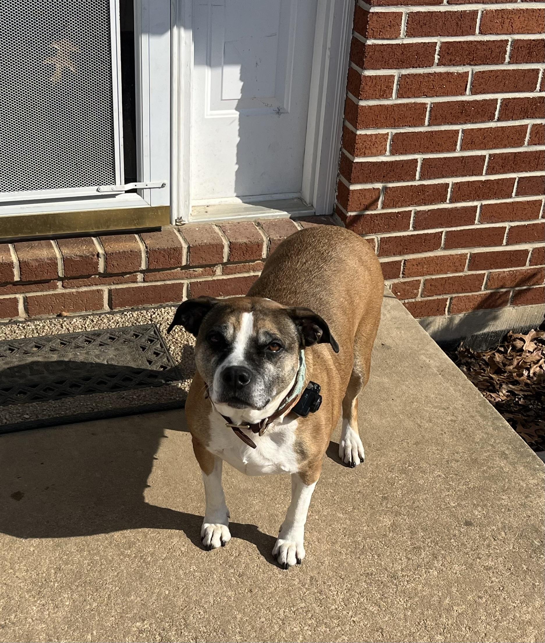 Enlarge Kesha, a Adoptable mixed breed in Airville, PA image 4/5