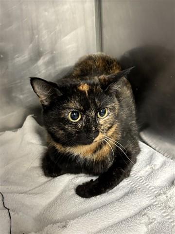 SEEK, Adoptable, Young Female Domestic Short Hair.