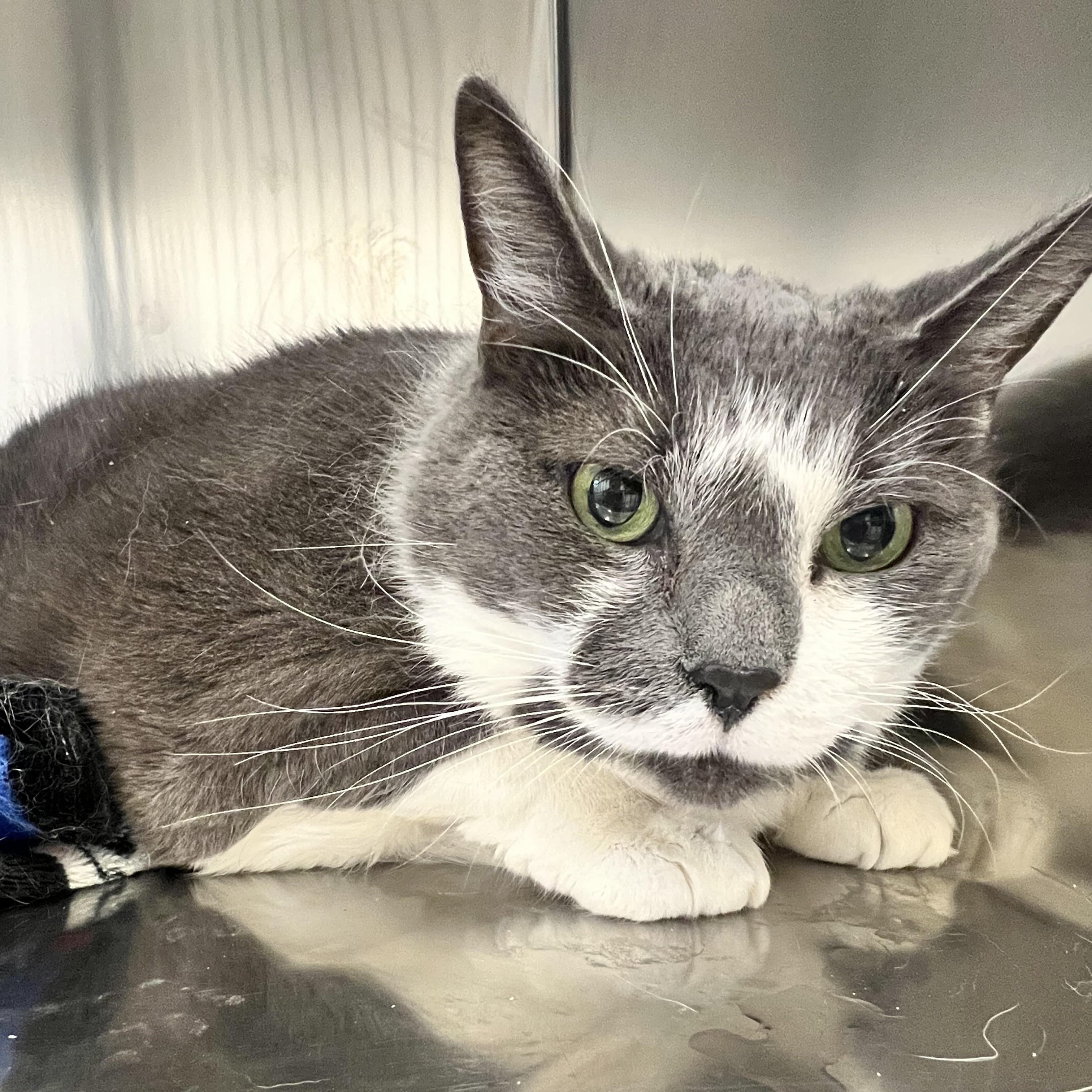 Enlarge Elliot - in foster care, a other mixed breed in St Stephen, NB image 1/1