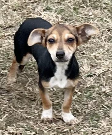 Amore, Adopted, Young Female Rat Terrier & Dachshund.