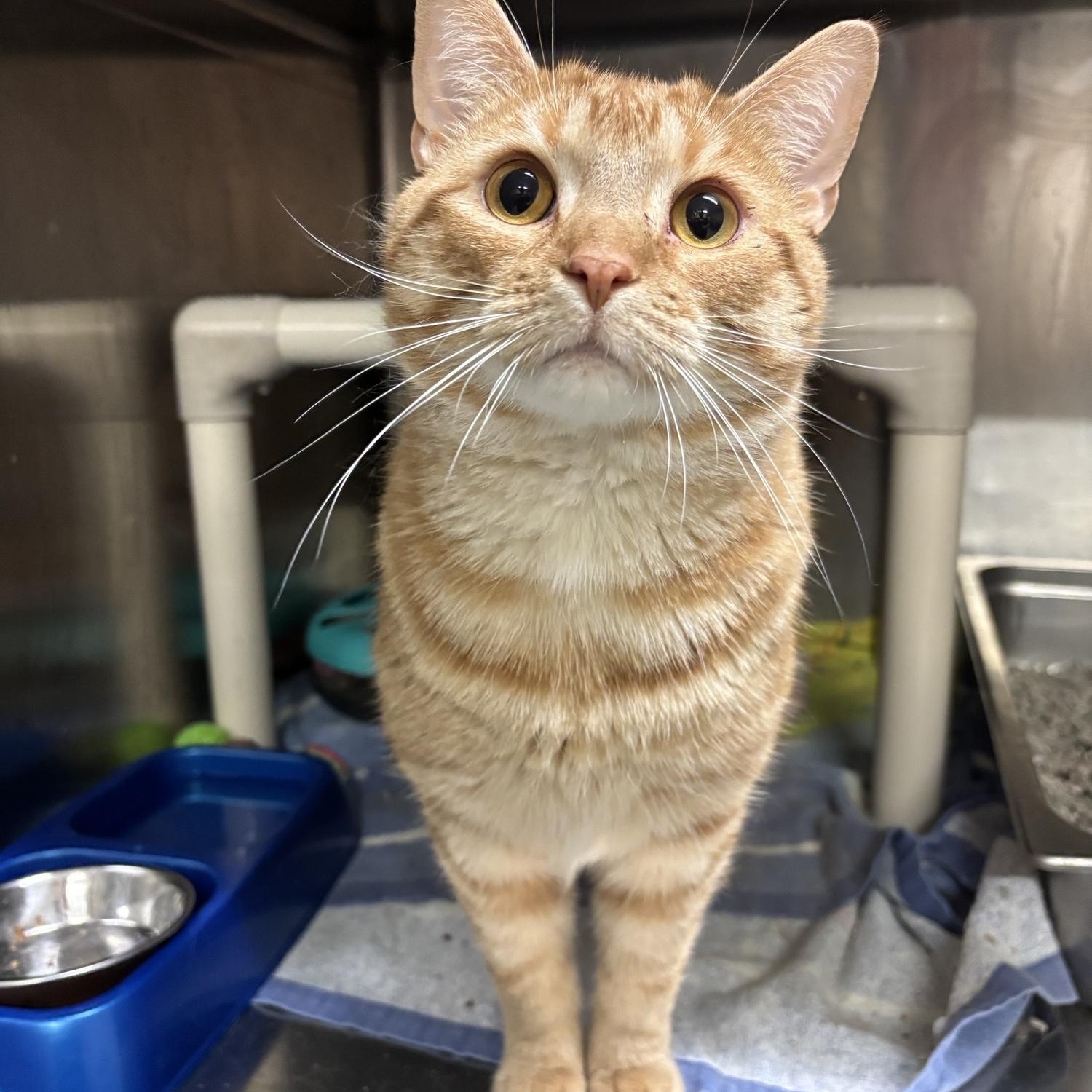 Enlarge Cornelius AKA Corn CS-042/26, a ADOPTABLE Domestic Short Hair in Burlington, ON image 1/1