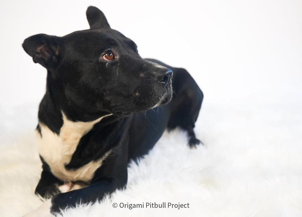 Stack, Adoptable, Adult Male American Bulldog & Mixed Breed.