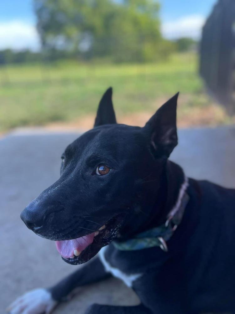 Enlarge Stack, a Adoptable mixed breed in Maysville, NC image 2/6