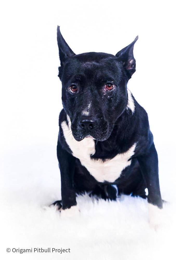 Enlarge Stack, a Adoptable mixed breed in Maysville, NC image 3/6