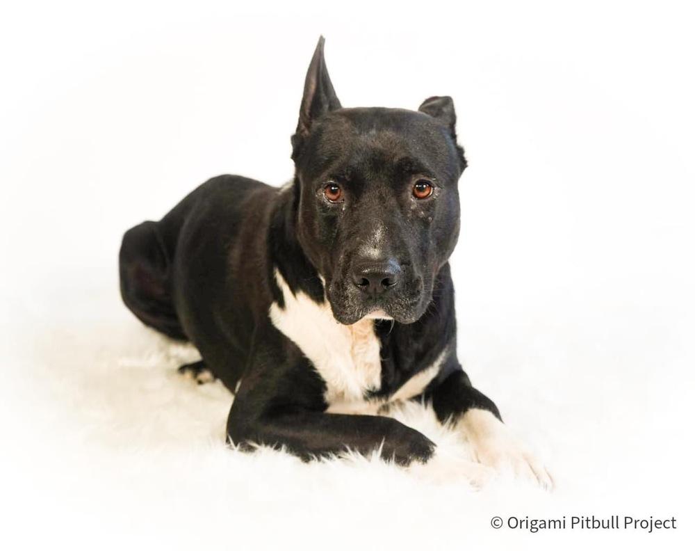 Enlarge Stack, a Adoptable mixed breed in Maysville, NC image 4/6