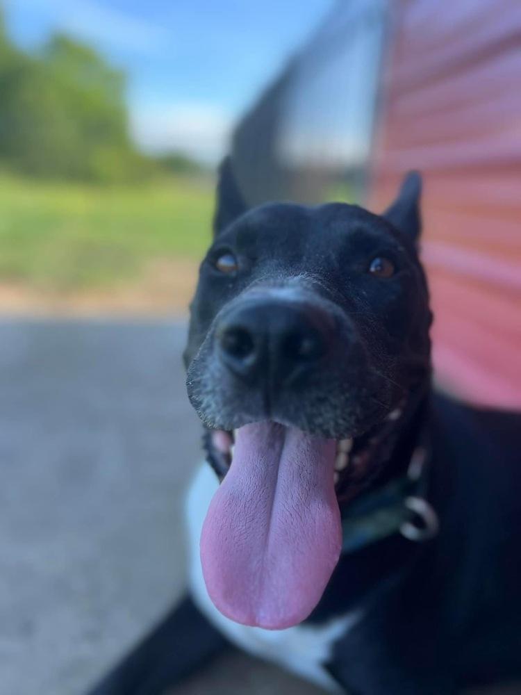 Enlarge Stack, a Adoptable mixed breed in Maysville, NC image 5/6