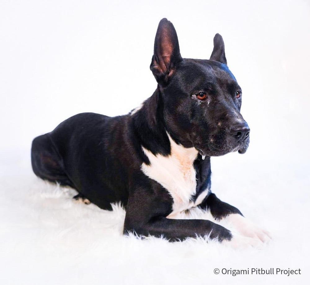 Enlarge Stack, a Adoptable mixed breed in Maysville, NC image 6/6