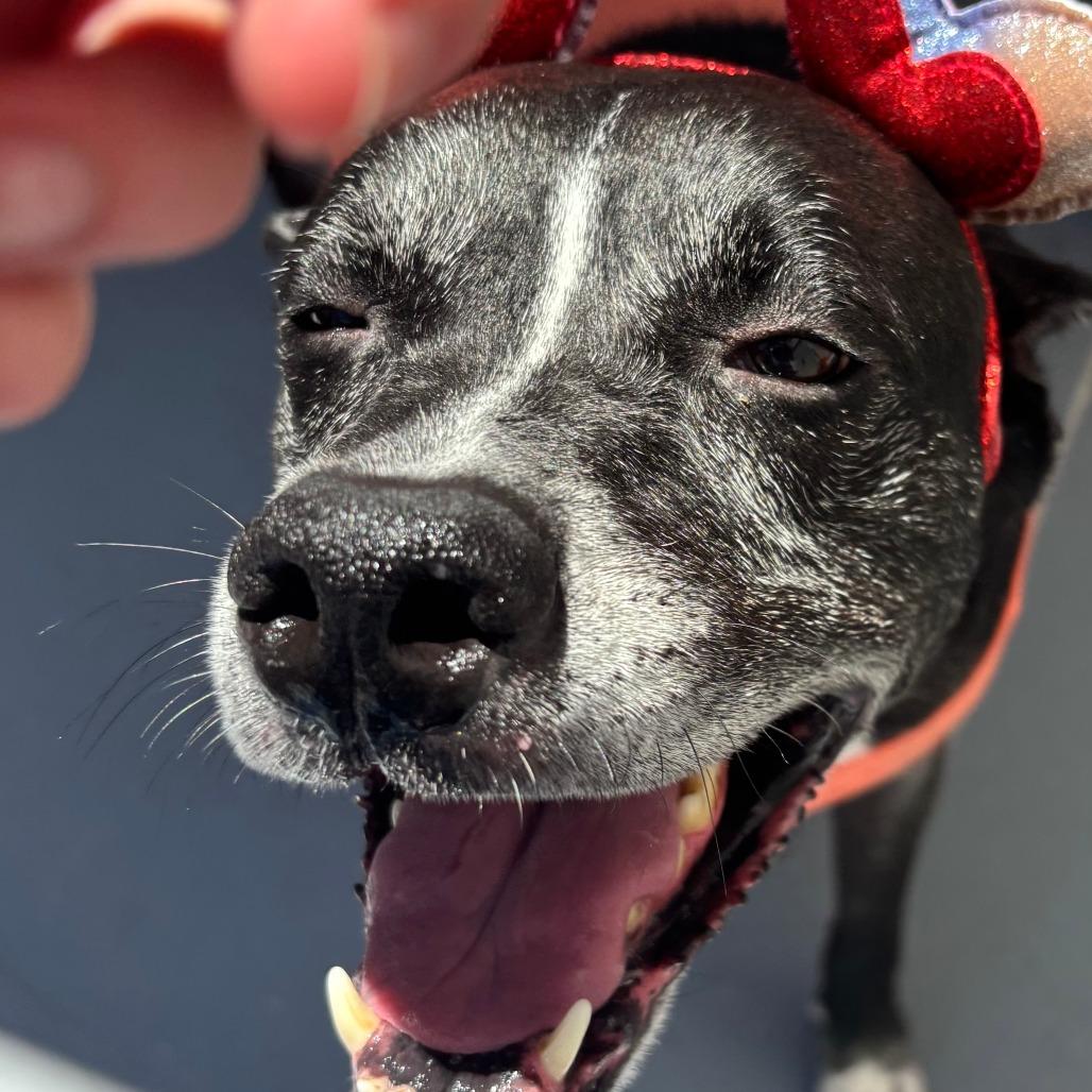 Oakley, a Adoptable mixed breed in Philadelphia, PA image 1/6