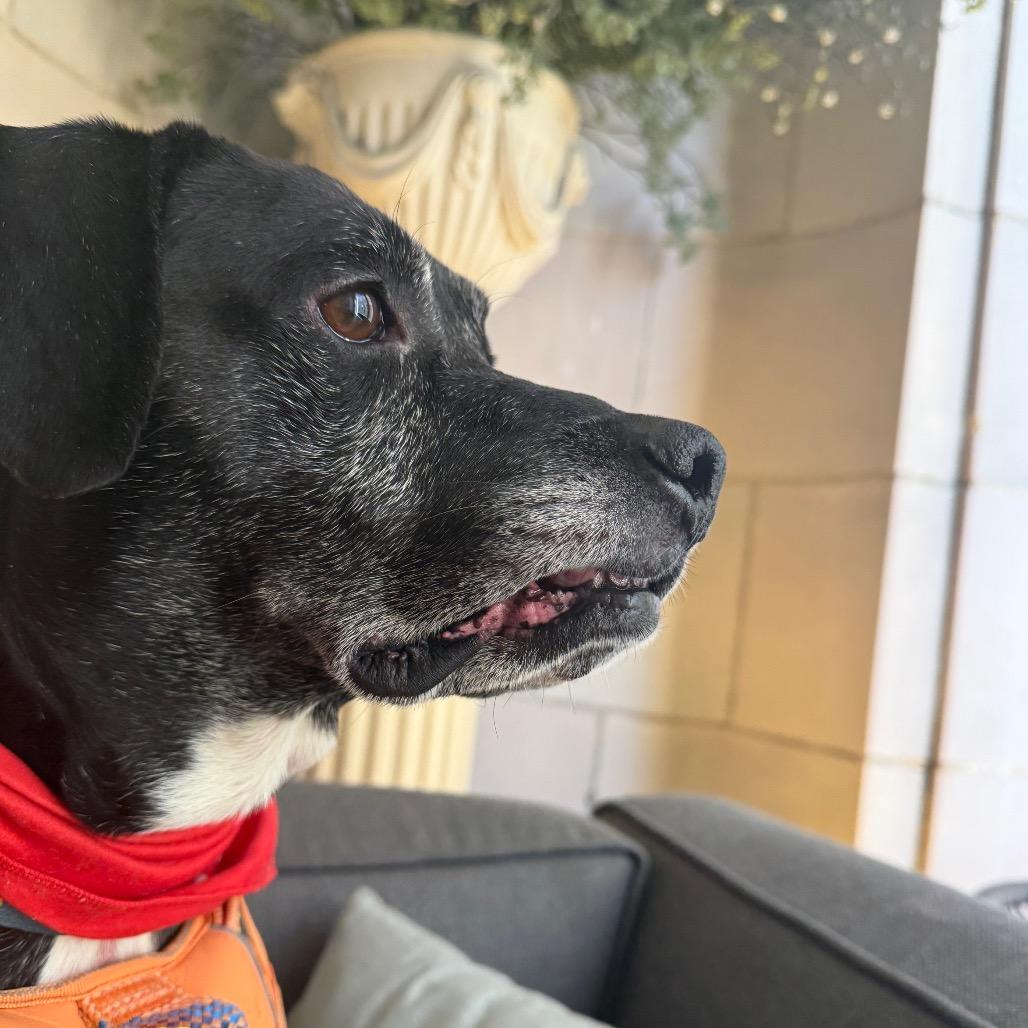 Enlarge Oakley, a Adoptable mixed breed in Philadelphia, PA image 1/6