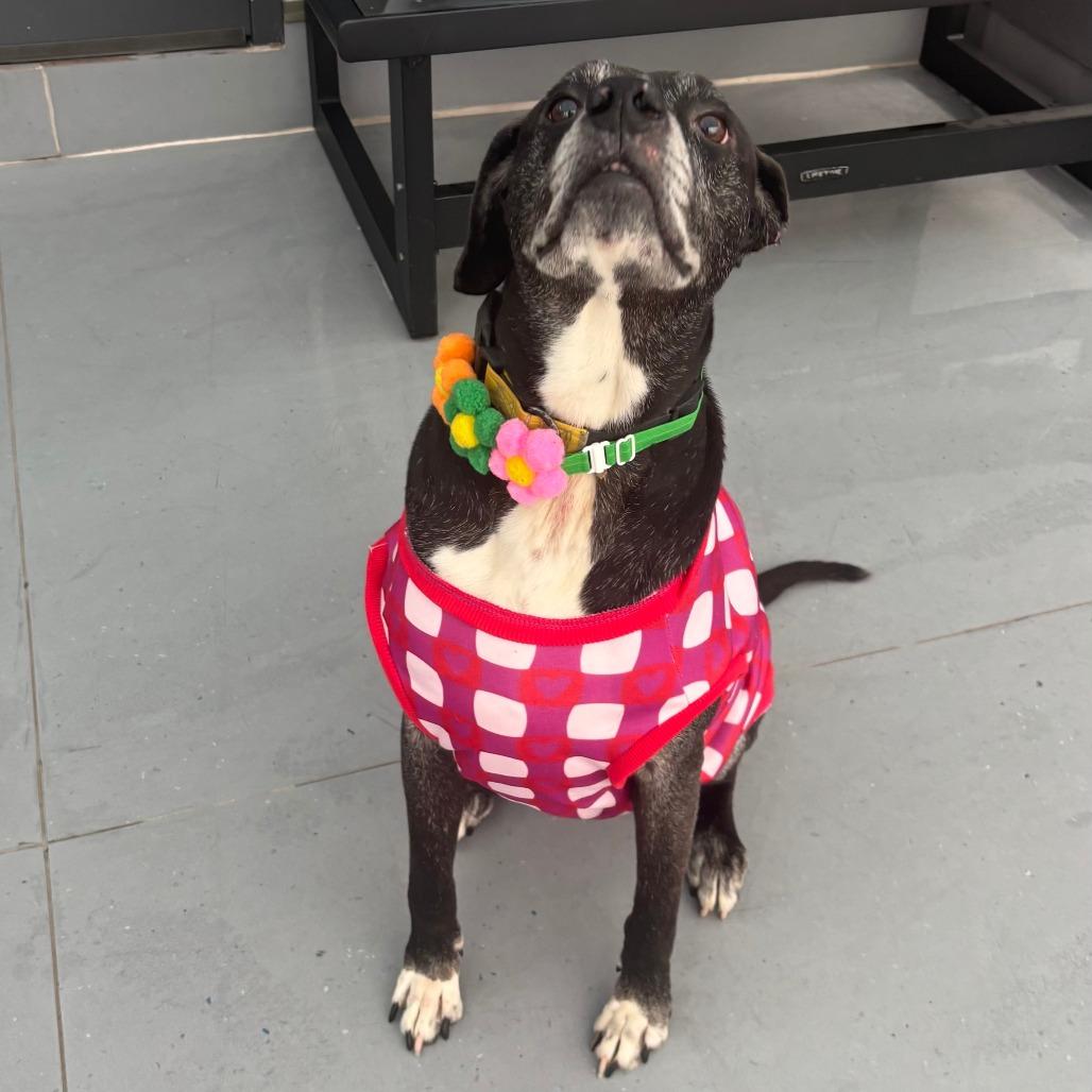 Enlarge Oakley, a Adoptable mixed breed in Philadelphia, PA image 2/6