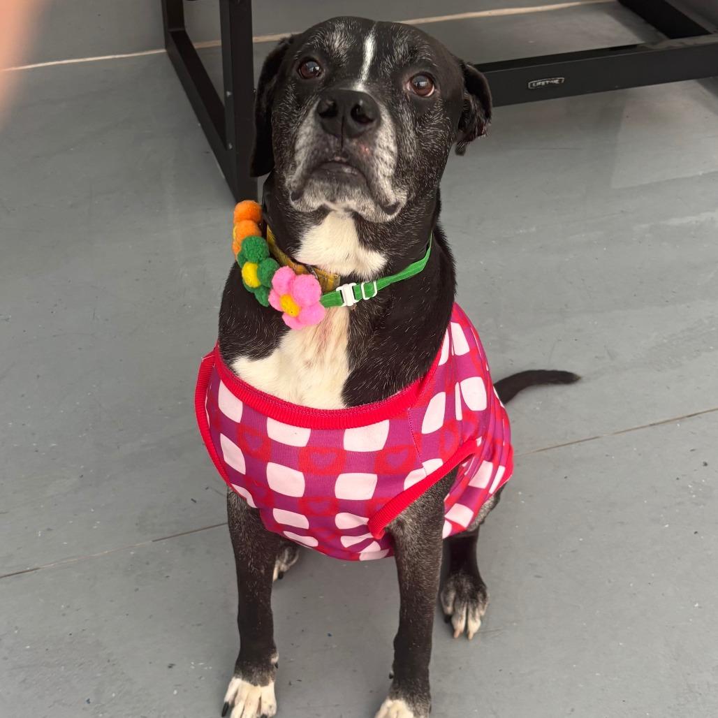 Enlarge Oakley, a Adoptable mixed breed in Philadelphia, PA image 3/6