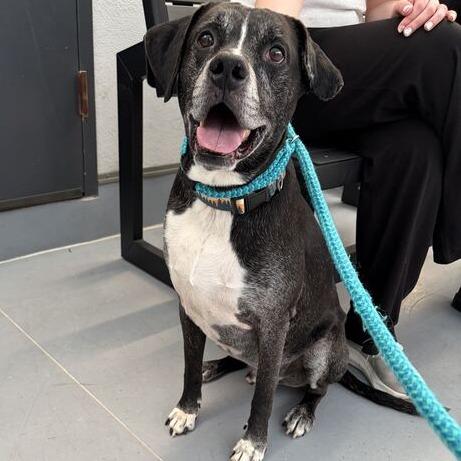 Enlarge Oakley, a Adoptable mixed breed in Philadelphia, PA image 4/6