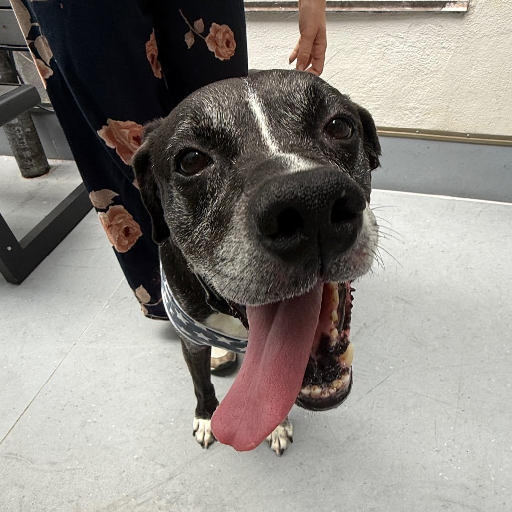 Oakley, a Adoptable mixed breed in Philadelphia, PA image 5/6
