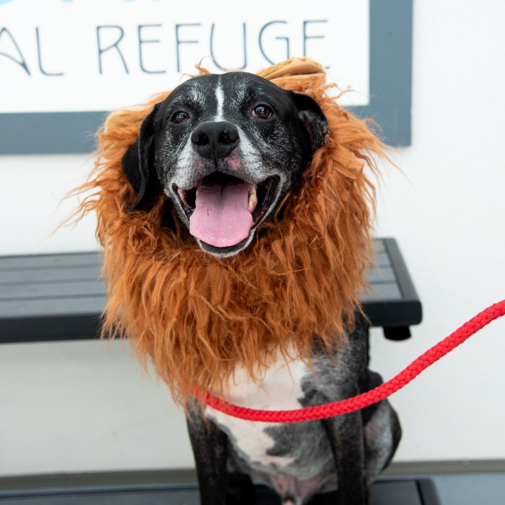 Oakley, a Adoptable mixed breed in Philadelphia, PA image 6/6