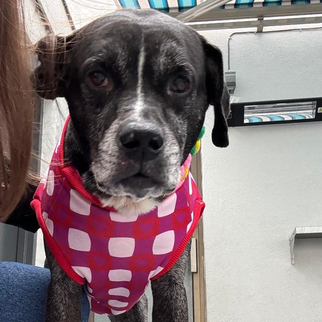 Enlarge Oakley, a Adoptable mixed breed in Philadelphia, PA image 5/6
