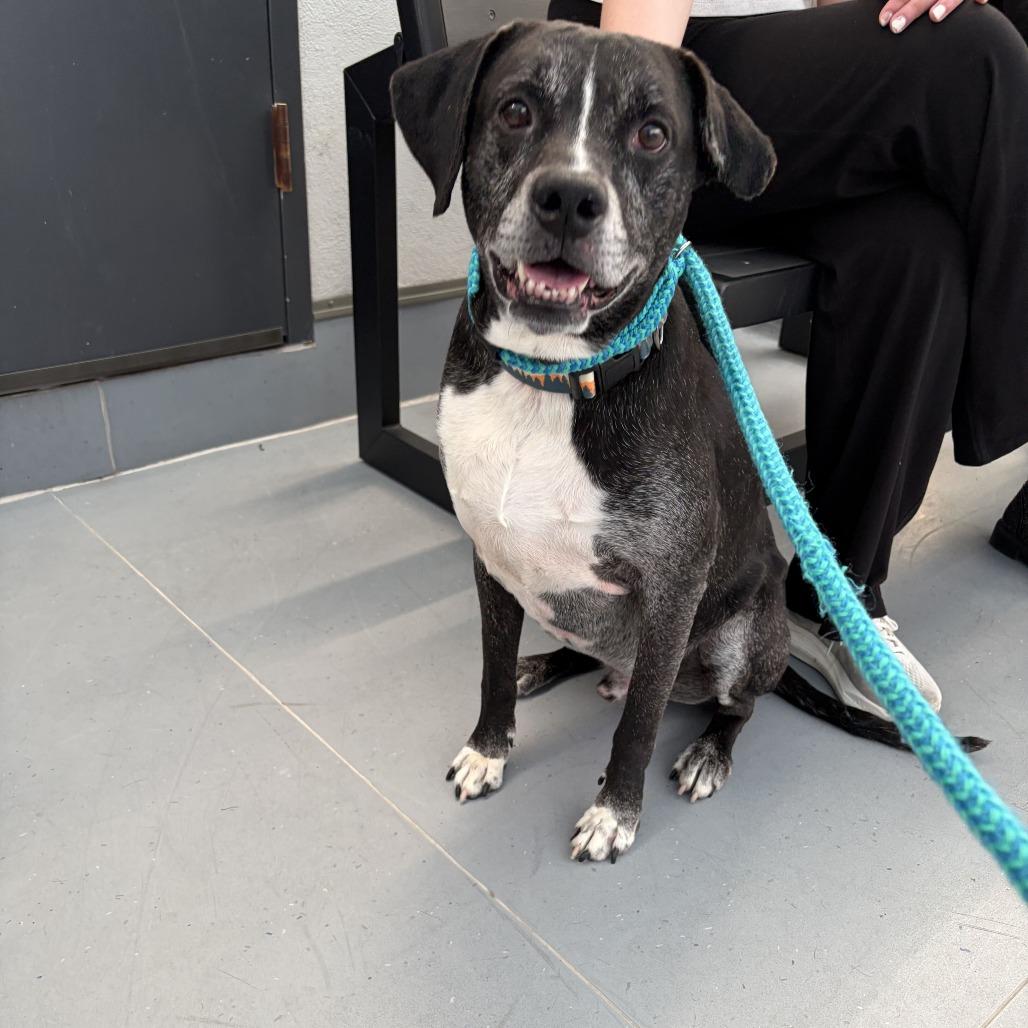 Enlarge Oakley, a Adoptable mixed breed in Philadelphia, PA image 6/6