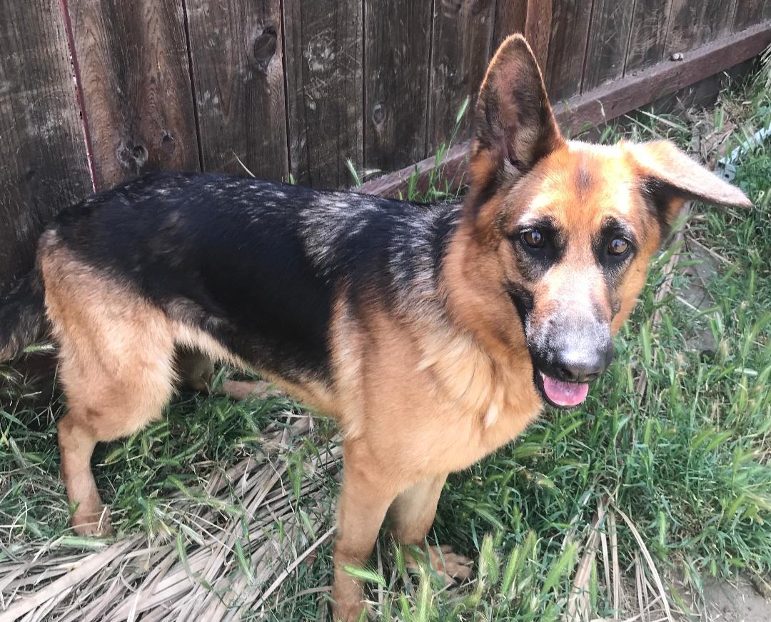 Enlarge XENA , a Adoptable German Shepherd Dog in Pittsburg, CA image 1/4
