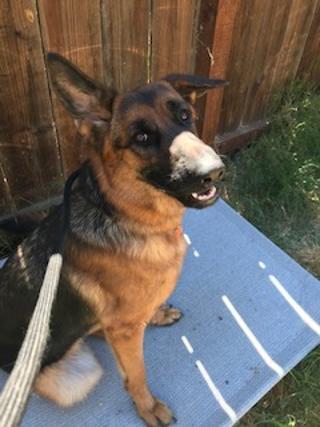 Enlarge XENA , a Adoptable German Shepherd Dog in Pittsburg, CA image 2/4