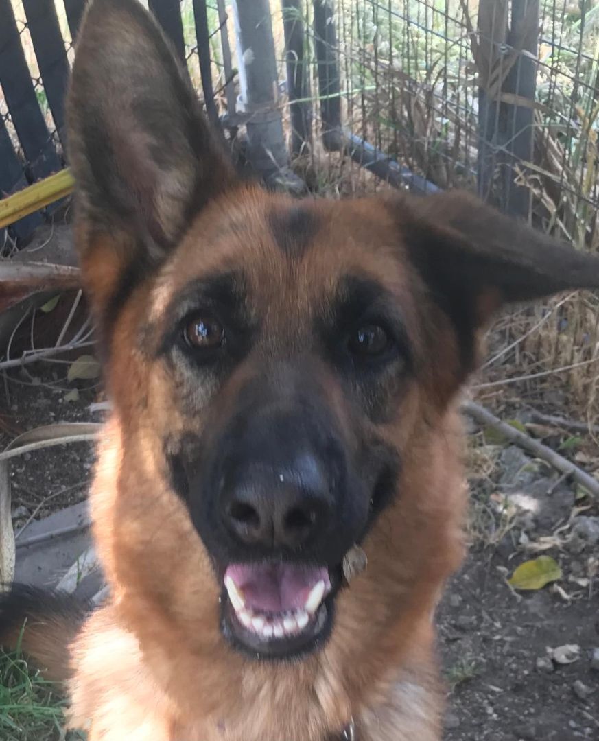 Enlarge XENA , a Adoptable German Shepherd Dog in Pittsburg, CA image 3/4