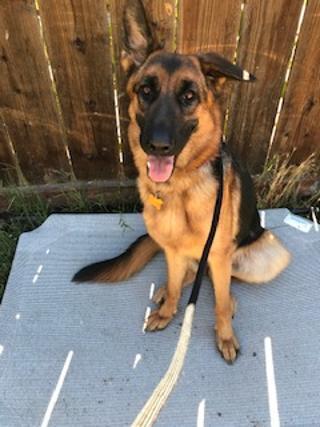 Enlarge XENA , a Adoptable German Shepherd Dog in Pittsburg, CA image 4/4