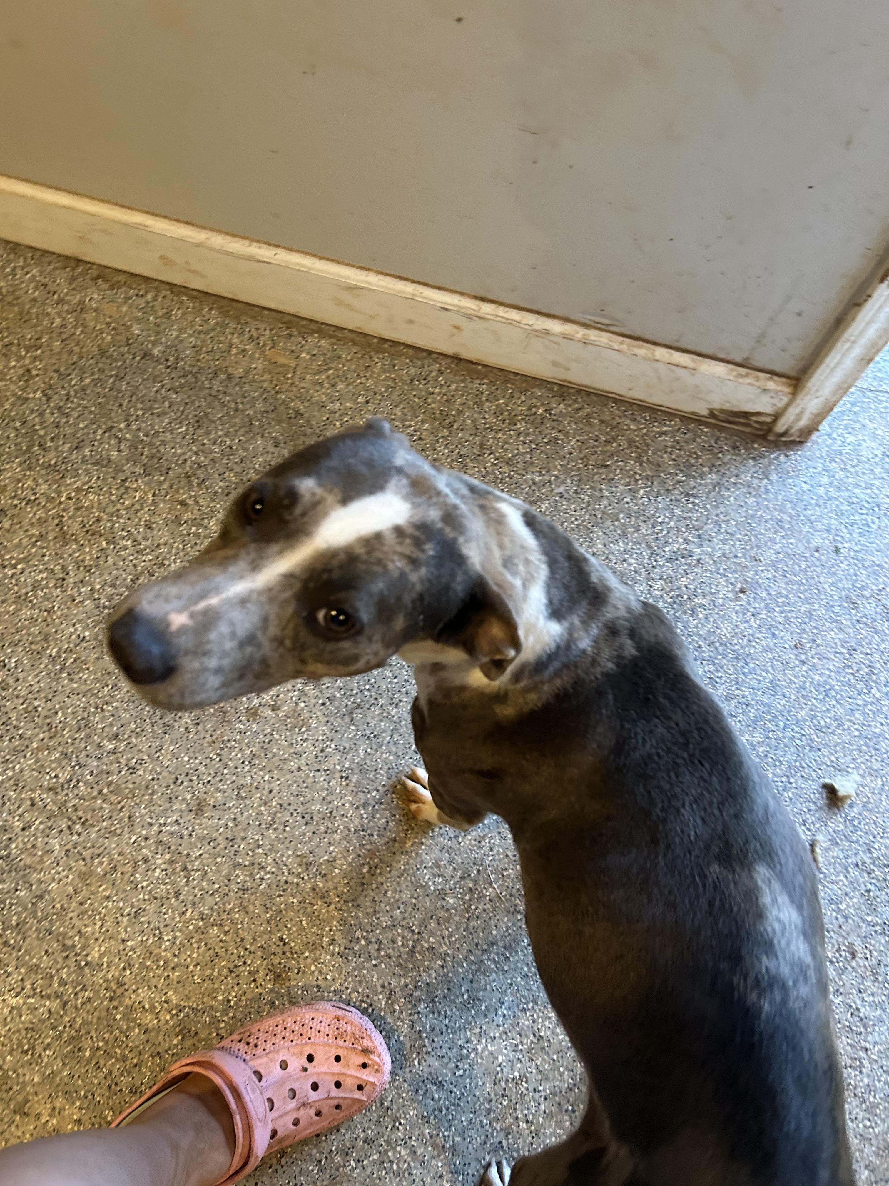 Sage, a ADOPTABLE Catahoula Leopard Dog in Williamston, SC image 3/3