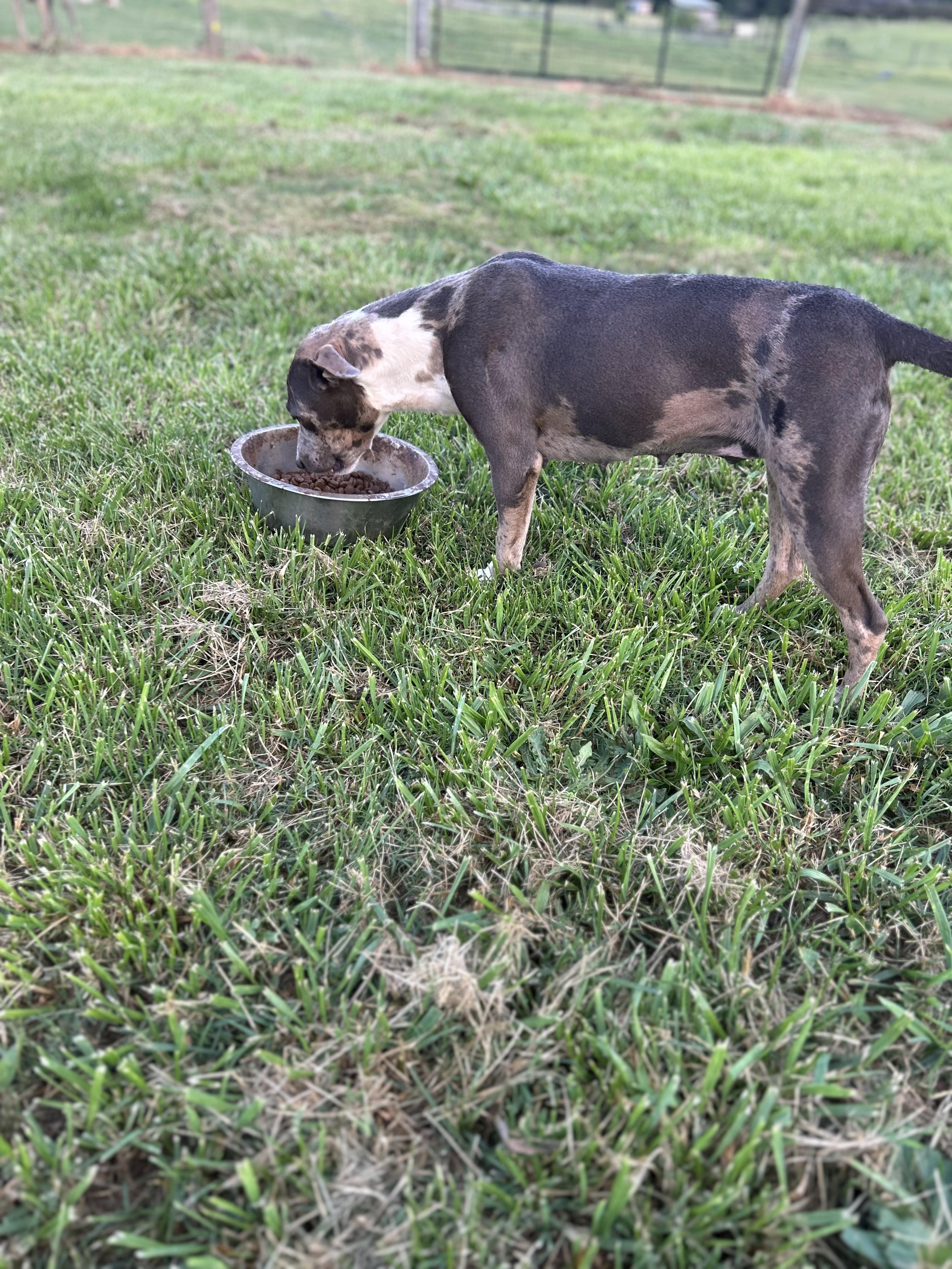Sage, a ADOPTABLE Catahoula Leopard Dog in Williamston, SC image 2/3