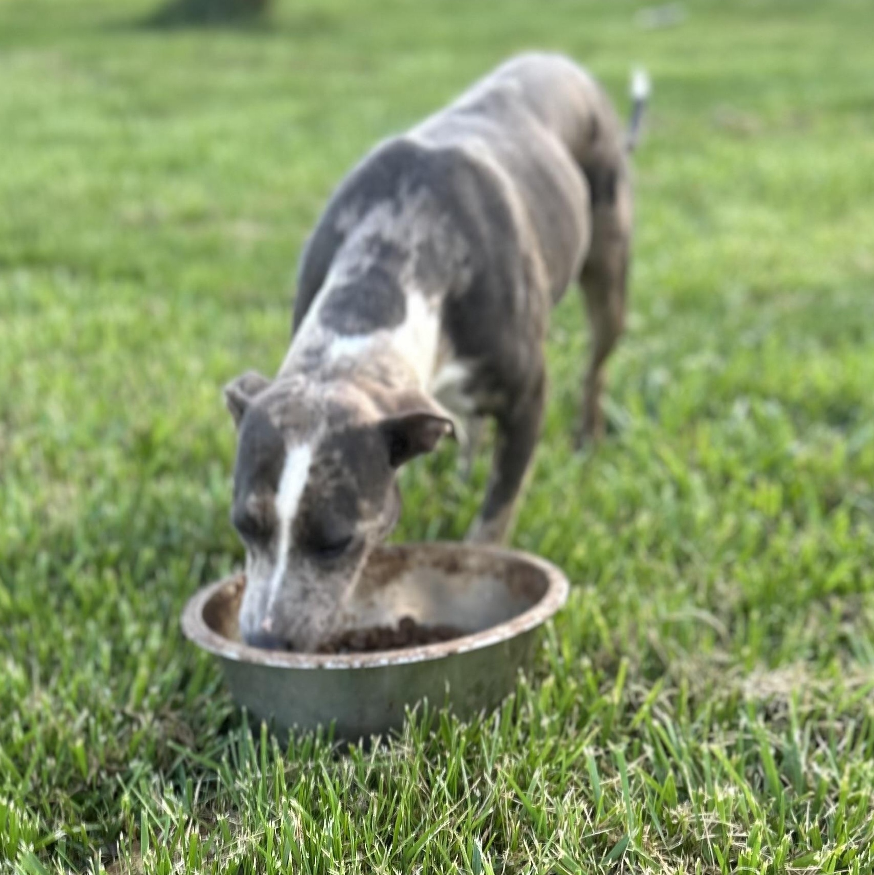 Sage, ADOPTABLE, Young Female Catahoula Leopard Dog.