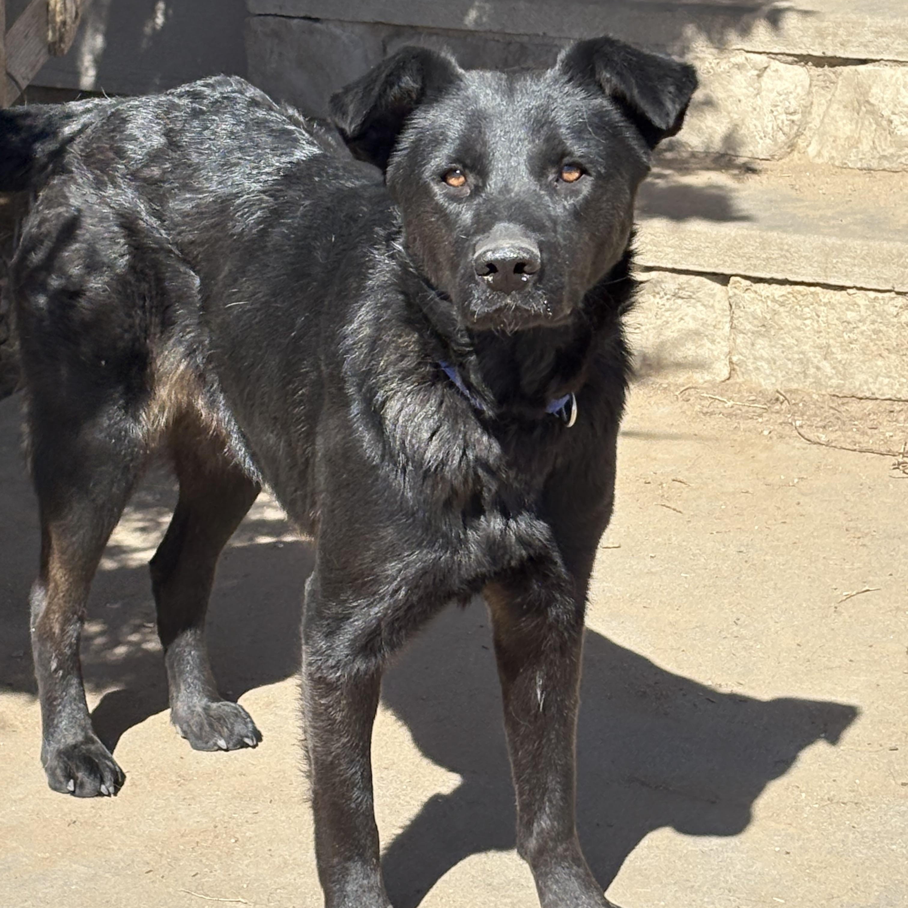 Olive, an adoptable Mixed Breed in Cheyenne, WY_image-1