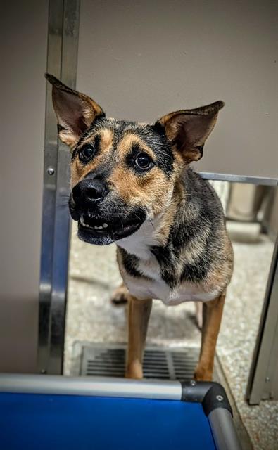 Enlarge GARY, a Adoptable German Shepherd Dog in Clyde, NC image 1/1
