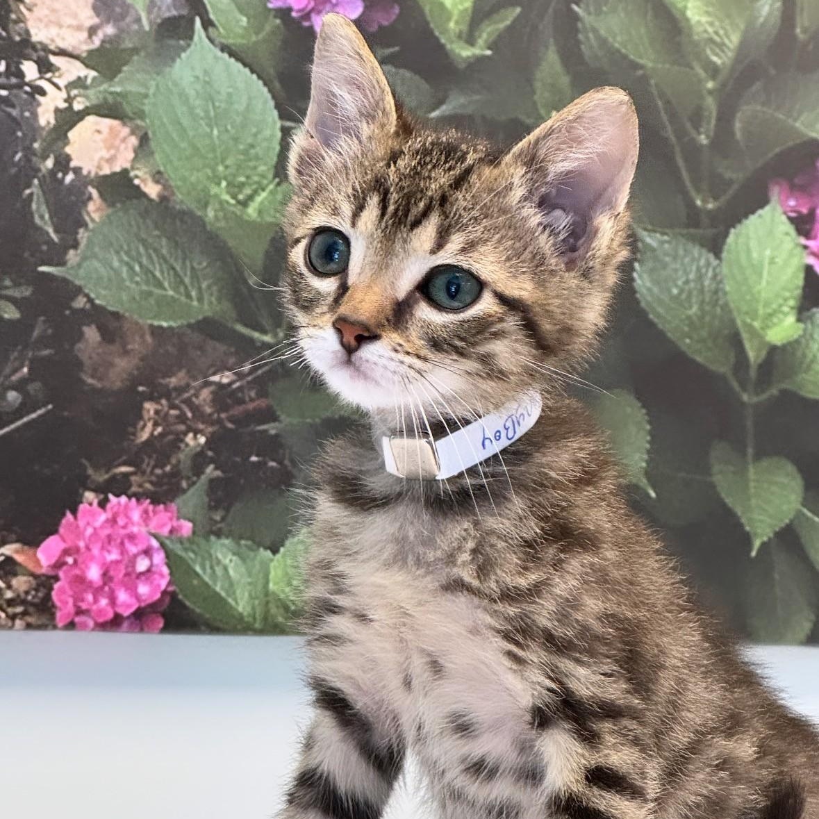 Pony Boy, adopted, Young Male Domestic Short Hair.