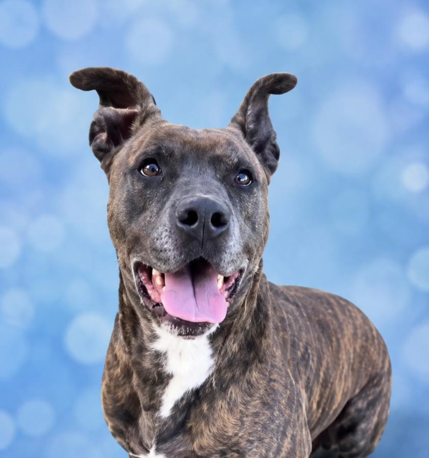 Jack, Adoptable, Adult Male Terrier & Plott Hound.