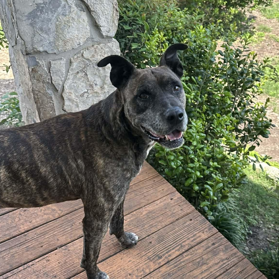 Enlarge Jack, a Adoptable mixed breed in Elk Grove Village, IL image 2/6