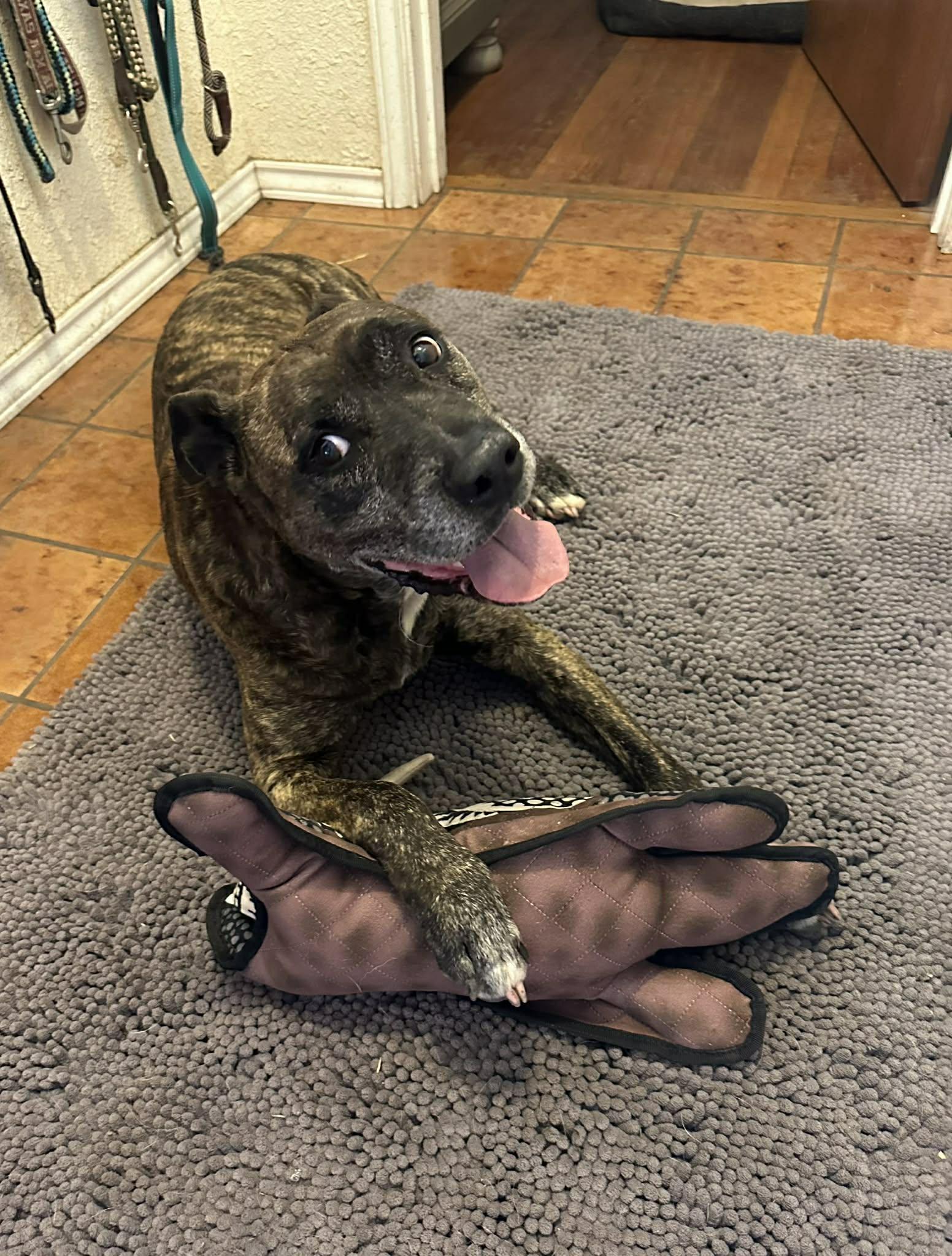 Enlarge Jack, a Adoptable mixed breed in Elk Grove Village, IL image 4/6