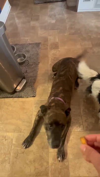 Enlarge Jack, a Adoptable mixed breed in Elk Grove Village, IL video 3/6