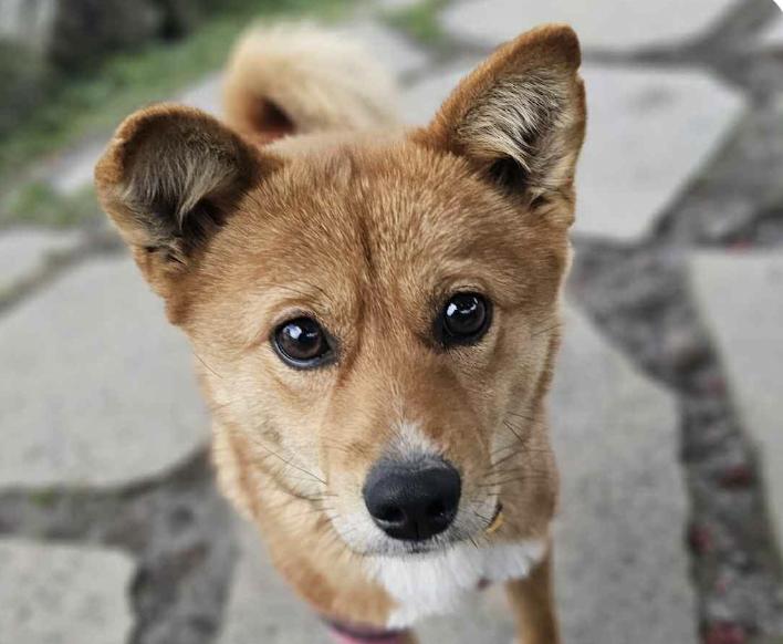 Enlarge Judy, an adopted mixed breed in San Francisco, CA image 1/1