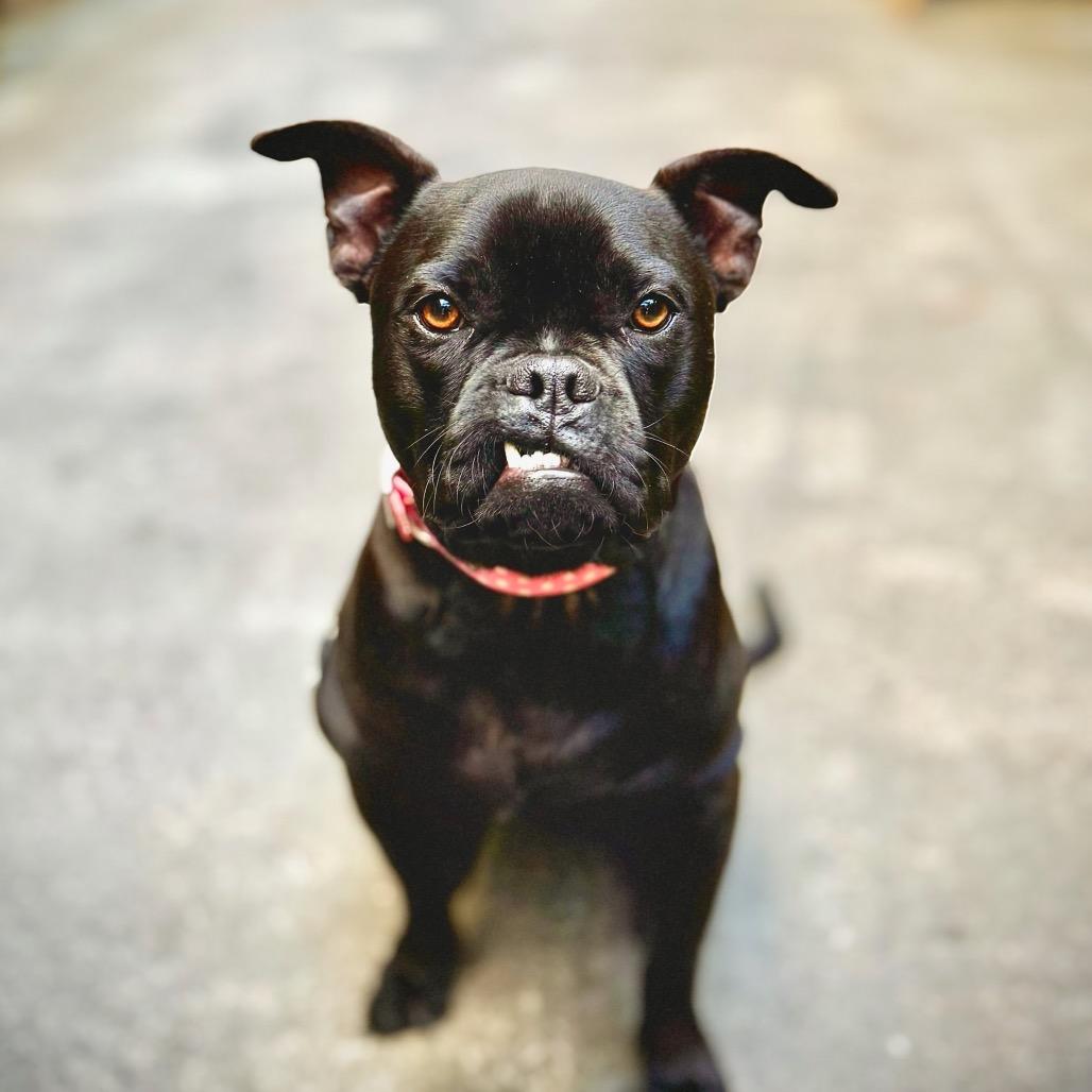 Enlarge ZARA, a Adoptable mixed breed in Point Richmond, CA image 1/6