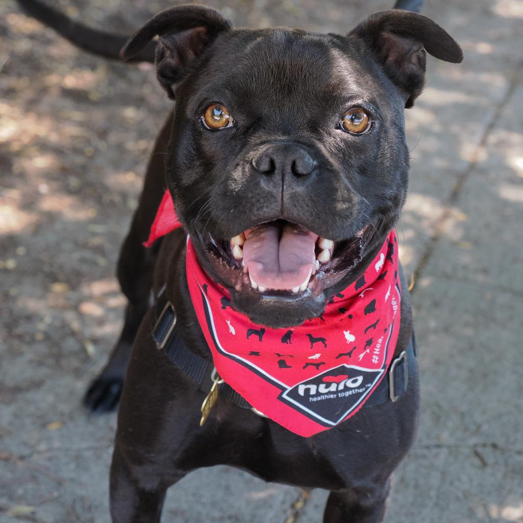 Enlarge ZARA, a Adoptable mixed breed in Point Richmond, CA image 3/6