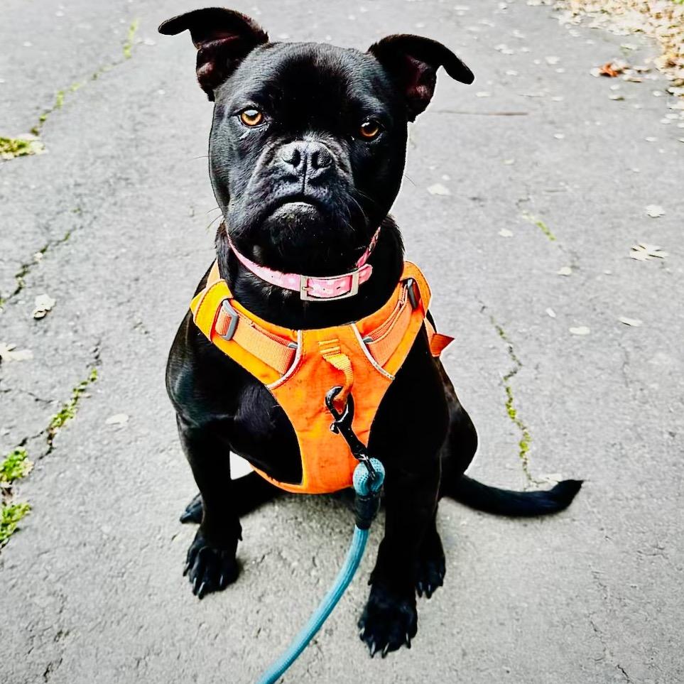 Enlarge ZARA, a Adoptable mixed breed in Point Richmond, CA image 4/6