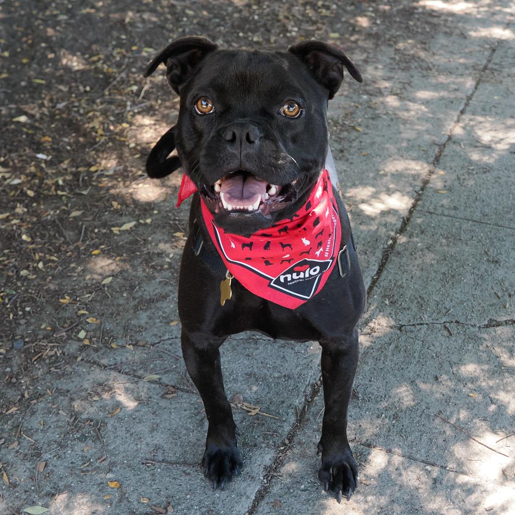 Enlarge ZARA, a Adoptable mixed breed in Point Richmond, CA image 5/6