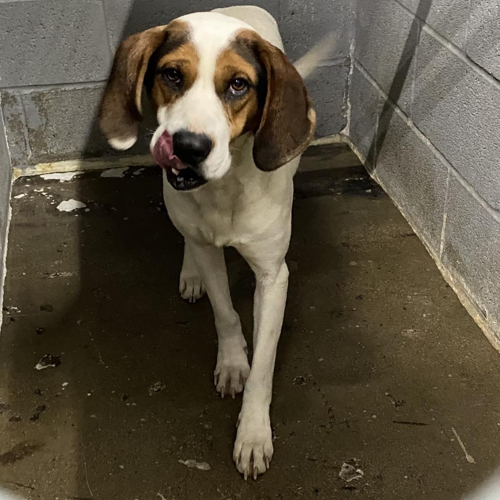 Harold, Adoptable, Adult Male Hound.