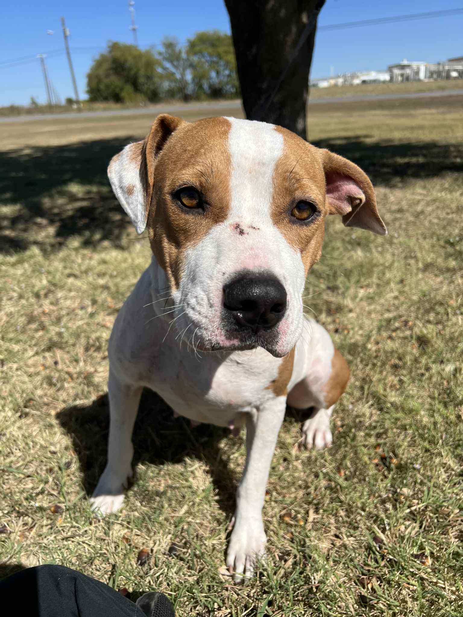 Crackers , ADOPTABLE, Senior Female Pit Bull Terrier.