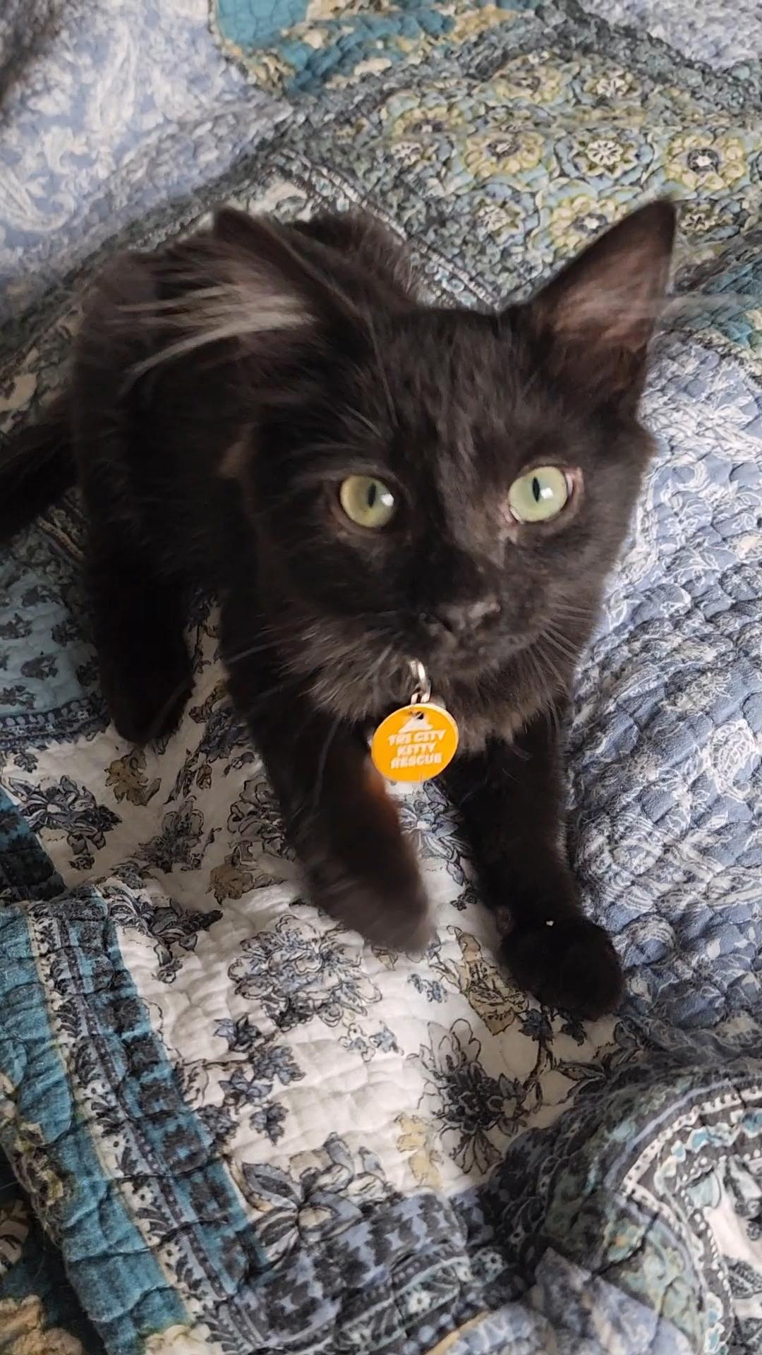 Enlarge BamBam, a ADOPTABLE Domestic Short Hair in Pasco, WA image 4/4