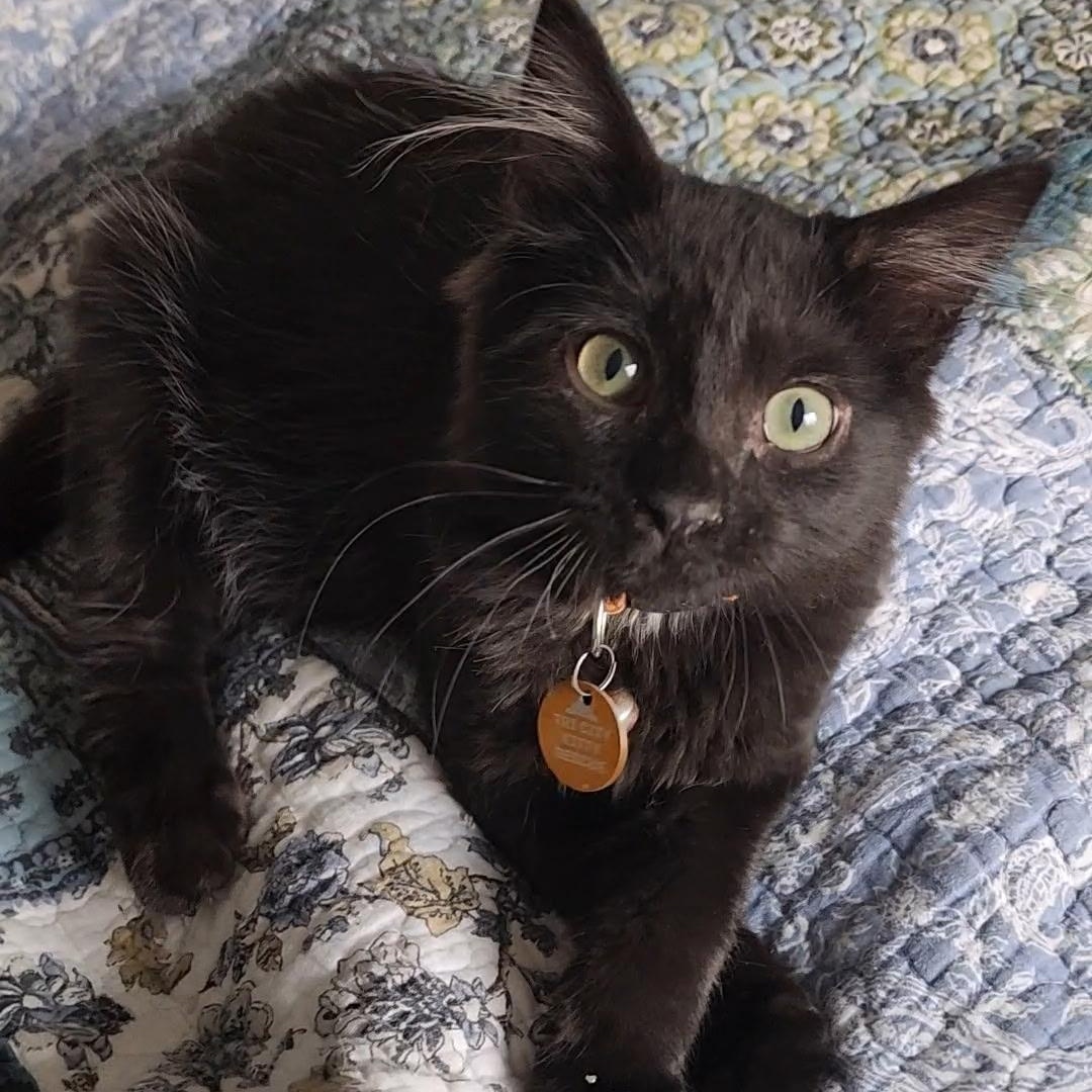 Enlarge BamBam, a ADOPTABLE Domestic Short Hair in Pasco, WA image 2/4